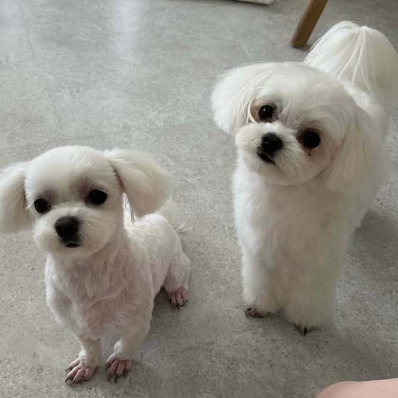 영주애견미용실 여기오개 · 네이버 지도·플레이스 7
