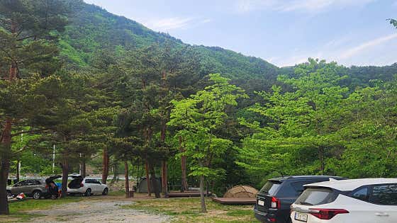 진고개계곡야영장 대표이미지