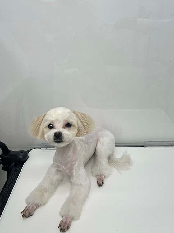 안앤정 애견미용 · 네이버 지도·플레이스 10