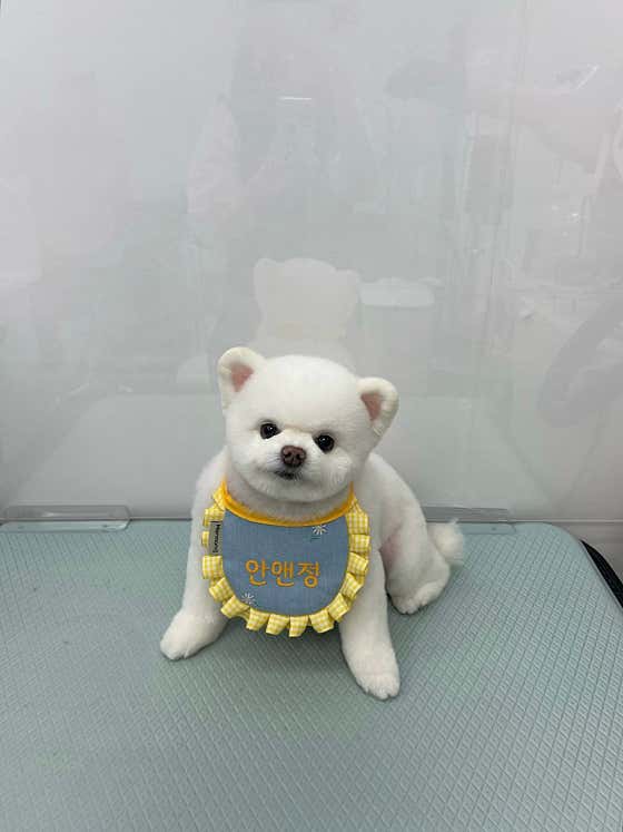 안앤정 애견미용 · 네이버 지도·플레이스 4