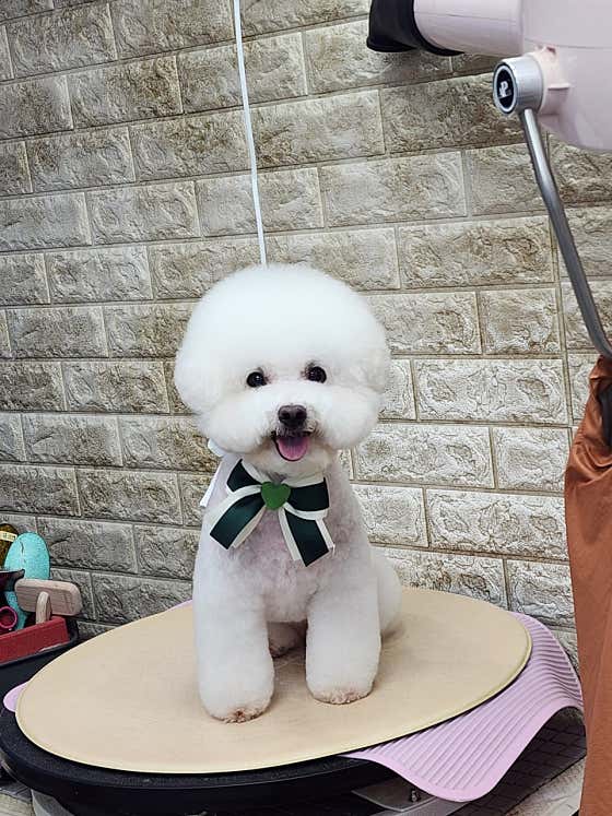 유미펫