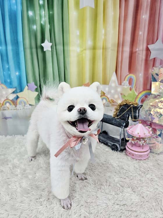 멍멍개야 · 네이버 지도·플레이스 2