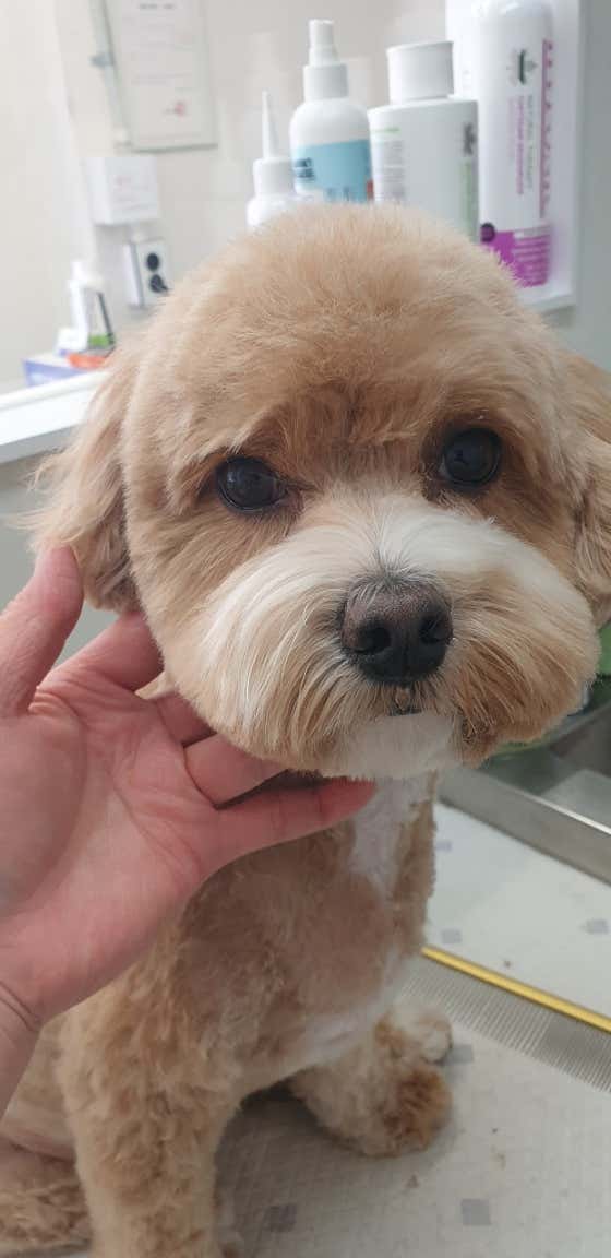 똥강아지 · 네이버 지도·플레이스 3