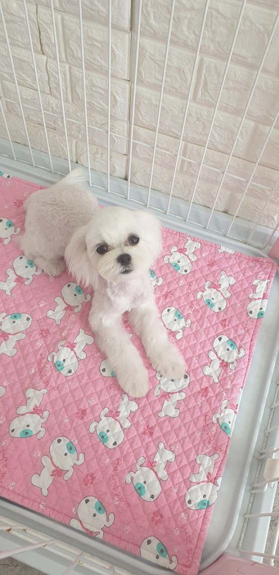 똥강아지 · 네이버 지도·플레이스 2