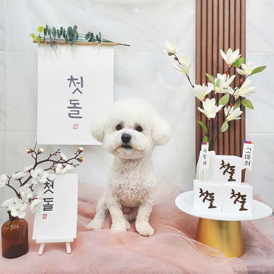 이번생은 댕댕이 · 네이버 지도·플레이스 9