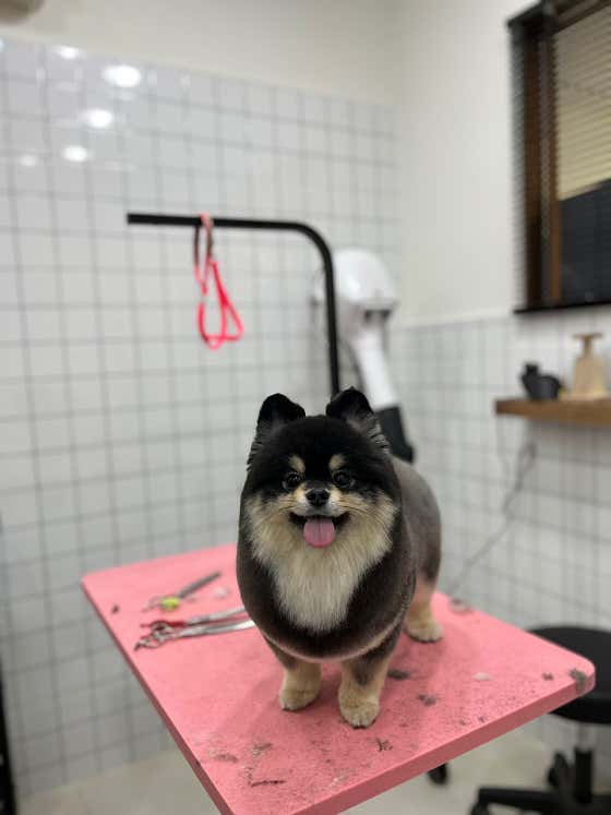 늘솔길애견미용실 · 네이버 지도·플레이스 4