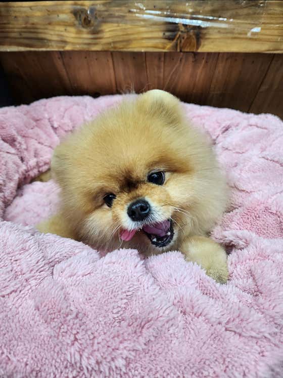 판다펫 애견미용실 · 네이버 지도·플레이스 9