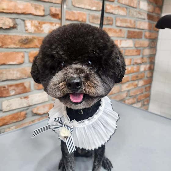 판다펫 애견미용실 · 네이버 지도·플레이스 8
