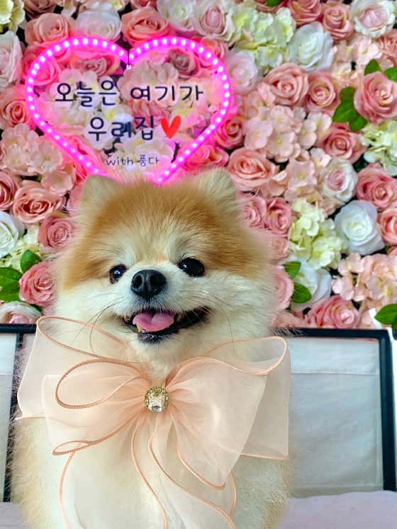애견유치원 품다 · 네이버 지도·플레이스 5