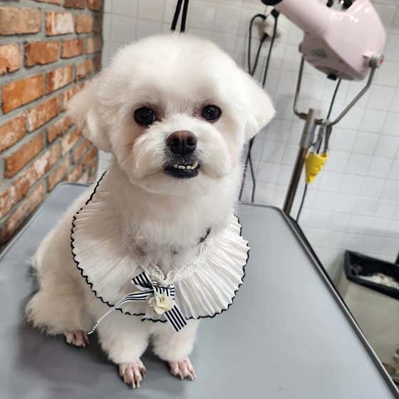 판다펫 애견미용실 · 네이버 지도·플레이스 10
