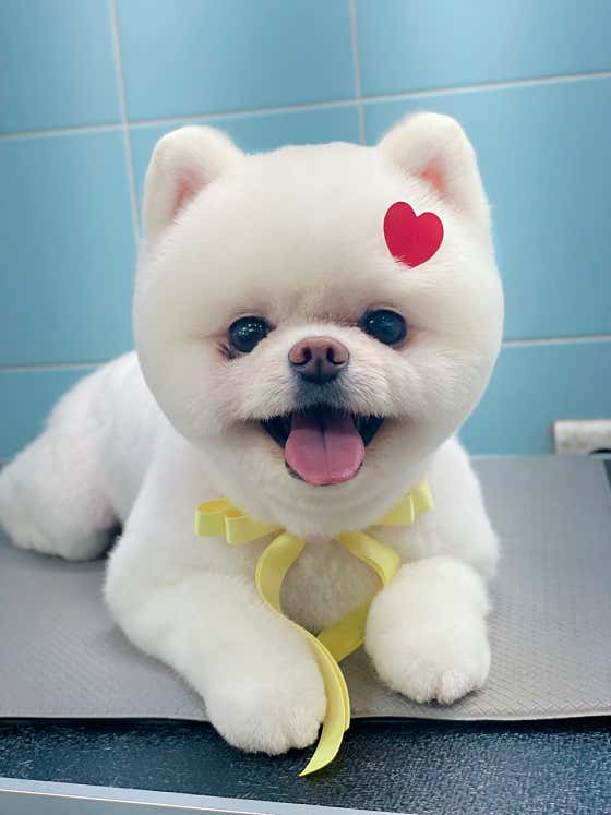 허니댕댕 · 네이버 지도·플레이스 10