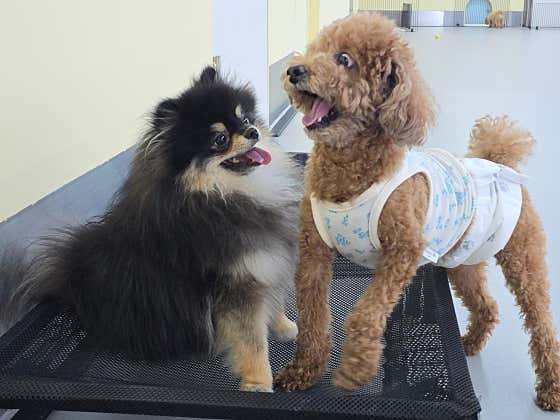 마이리틀메이트 대표이미지