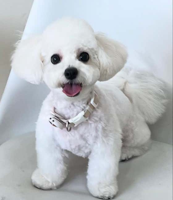 영주애견미용실 여기오개 · 네이버 지도·플레이스 5