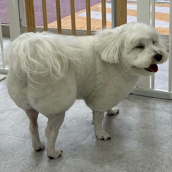 영주애견미용실 여기오개 · 네이버 지도·플레이스 10
