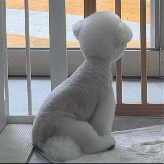영주애견미용실 여기오개 · 네이버 지도·플레이스 3