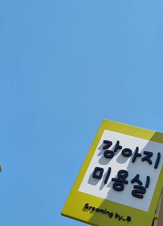 강변애견미용 대표이미지