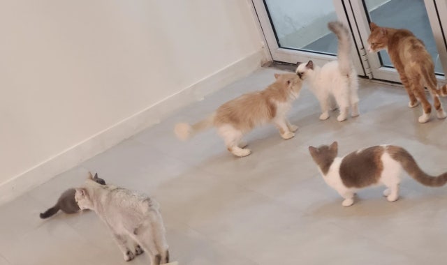 캣라운지 대표 사진