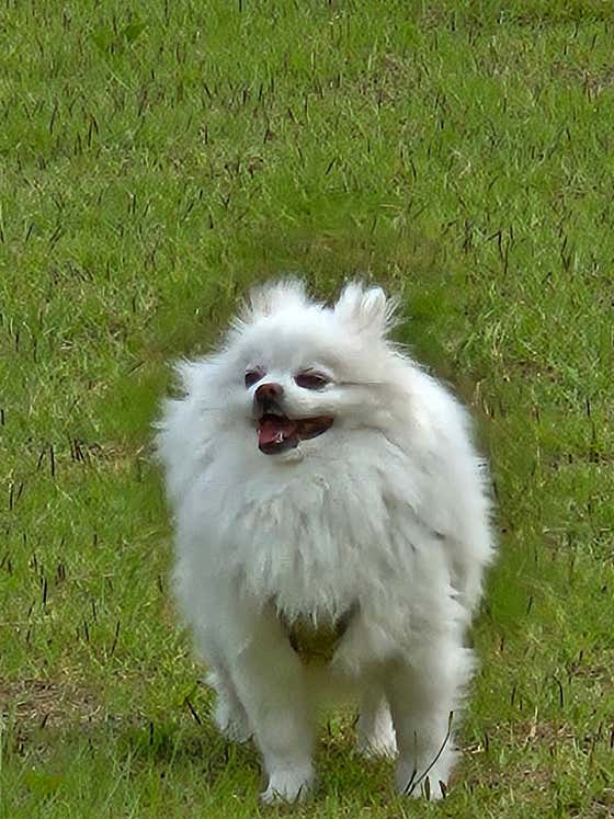 강아지클럽