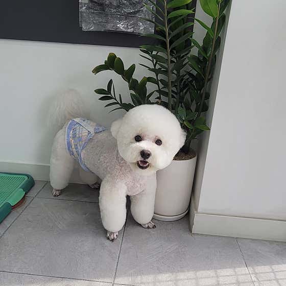 이뿌개 귀엽개 · 네이버 지도·플레이스 4