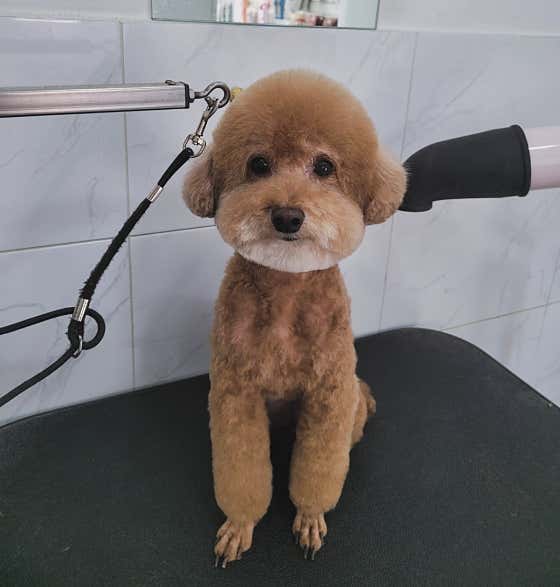 이뿌개 귀엽개 · 네이버 지도·플레이스 3