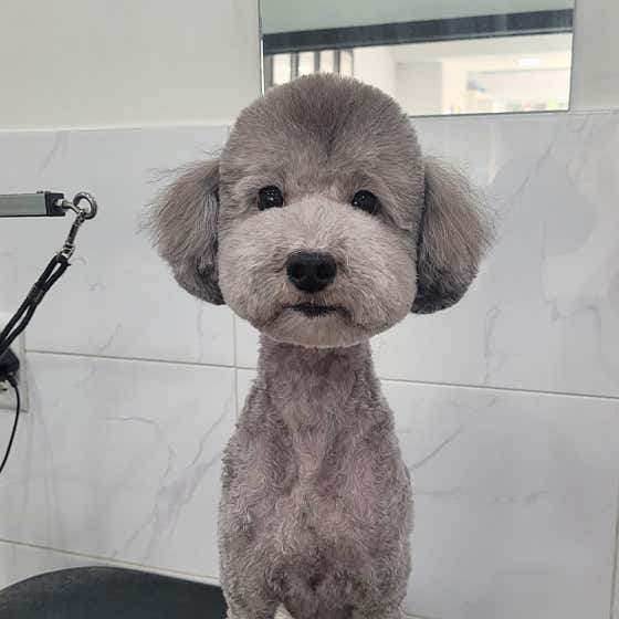 이뿌개 귀엽개 · 네이버 지도·플레이스 6