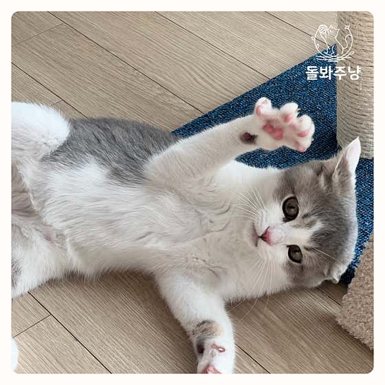 돌봐주냥 본점 · 네이버 지도·플레이스 3