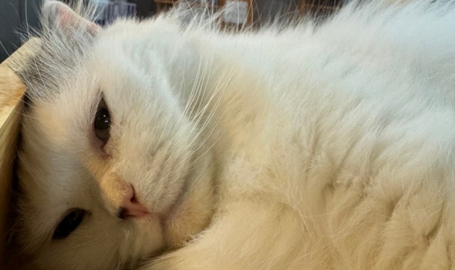 야옹이네고양이카페 수원본점 대표 사진