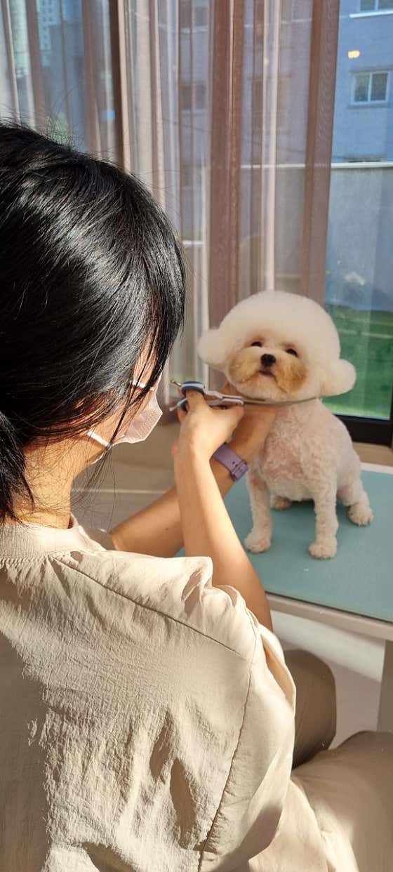 속초애견 더 이쁘개 대표이미지