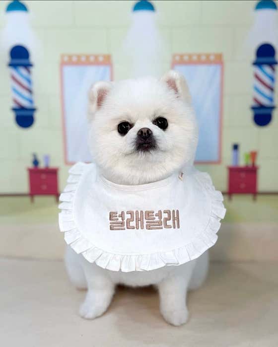 털래털래애견미용실 · 네이버 지도·플레이스 9