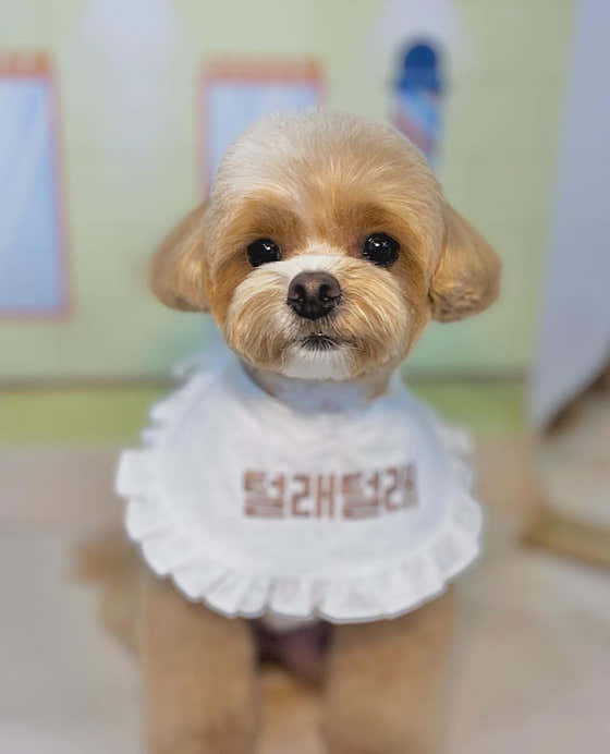 털래털래애견미용실 · 네이버 지도·플레이스 5