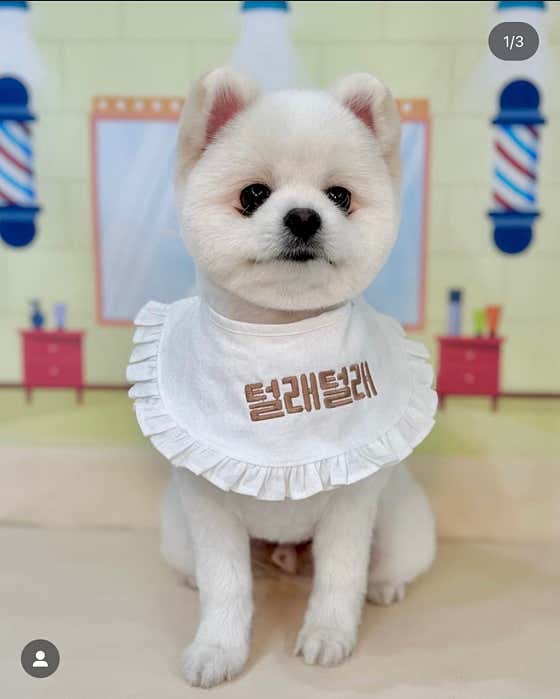 털래털래애견미용실 · 네이버 지도·플레이스 8