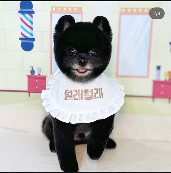 털래털래애견미용실 · 네이버 지도·플레이스 10