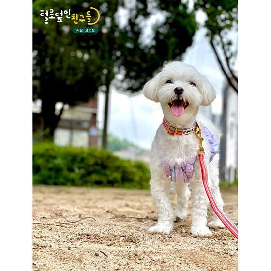 털로덮인친구들 서울상도점 · 네이버 지도·플레이스 4