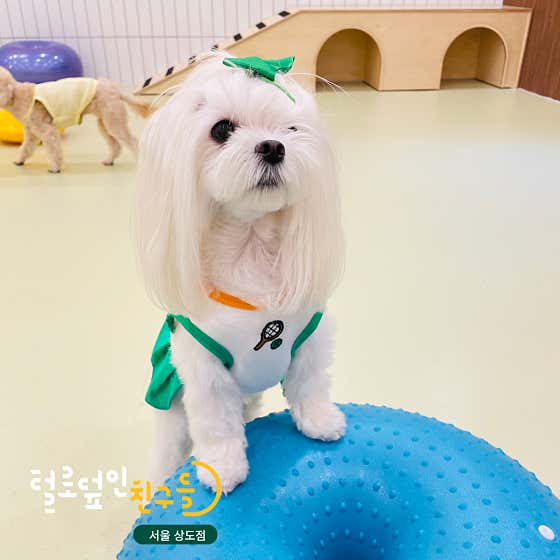 털로덮인친구들 서울상도점 · 네이버 지도·플레이스 3