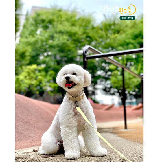 털로덮인친구들 서울상도점 · 네이버 지도·플레이스 9