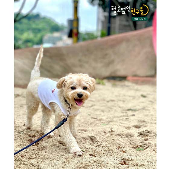 털로덮인친구들 서울상도점 · 네이버 지도·플레이스 7