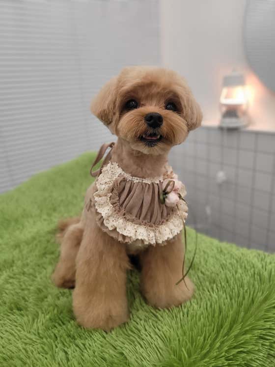 꽃단장애견미용실 · 네이버 지도·플레이스 5