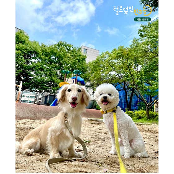 털로덮인친구들 서울상도점 · 네이버 지도·플레이스 2