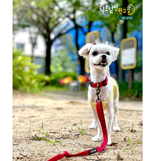 털로덮인친구들 서울상도점 · 네이버 지도·플레이스 6