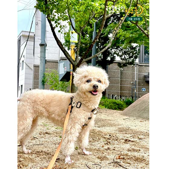 털로덮인친구들 서울상도점 · 네이버 지도·플레이스 5