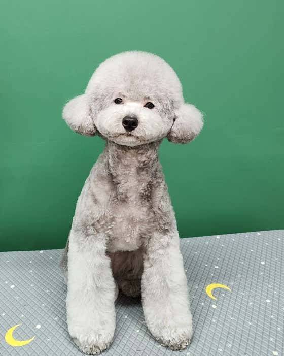 쇼룸 펫뷰티샵 · 네이버 지도·플레이스 5