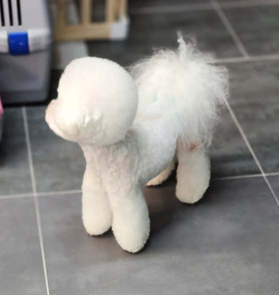 쇼룸 펫뷰티샵 · 네이버 지도·플레이스 8