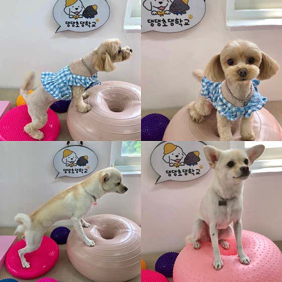 댕댕초댕학교 · 네이버 지도·플레이스 10