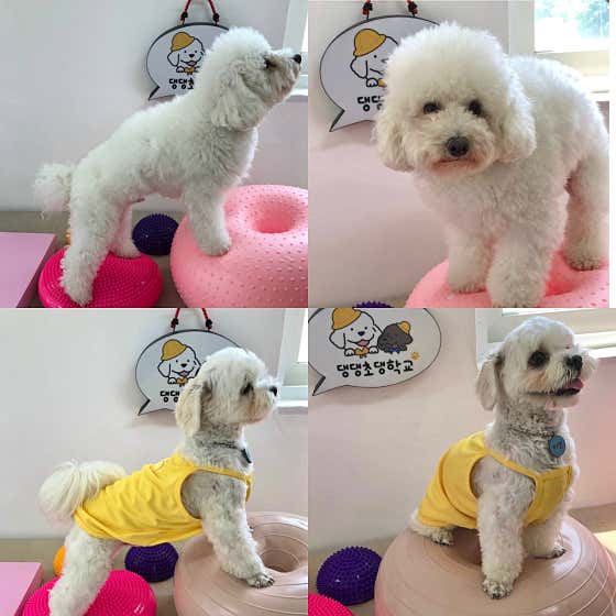댕댕초댕학교 · 네이버 지도·플레이스 7