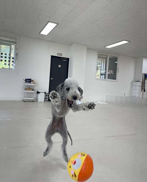 댕댕초댕학교 · 네이버 지도·플레이스 2
