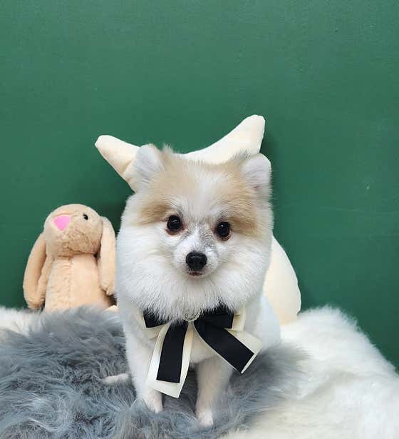 쇼룸 펫뷰티샵 · 네이버 지도·플레이스 10