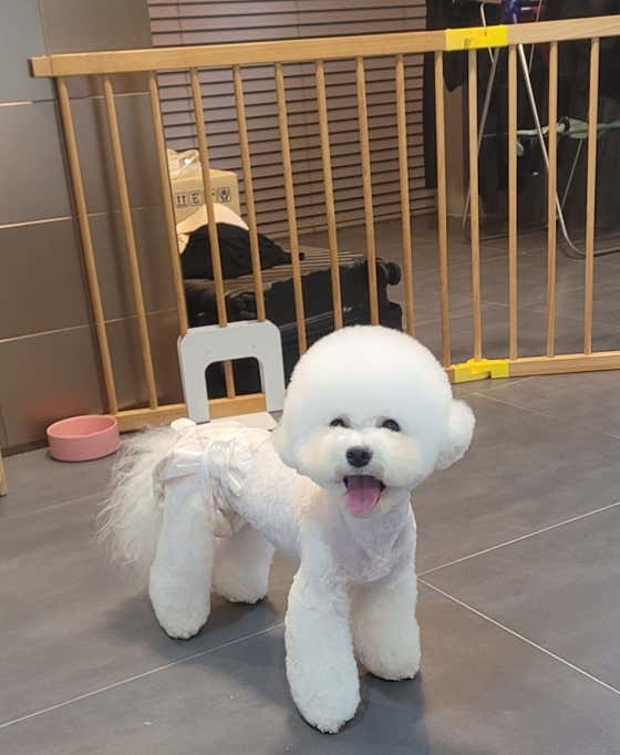 쇼룸 펫뷰티샵 · 네이버 지도·플레이스 7