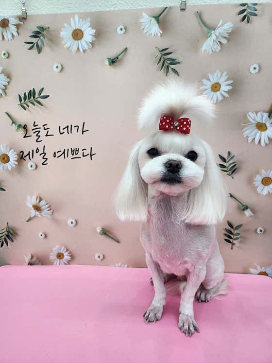수니네 강아지 미용실 · 네이버 지도·플레이스 9