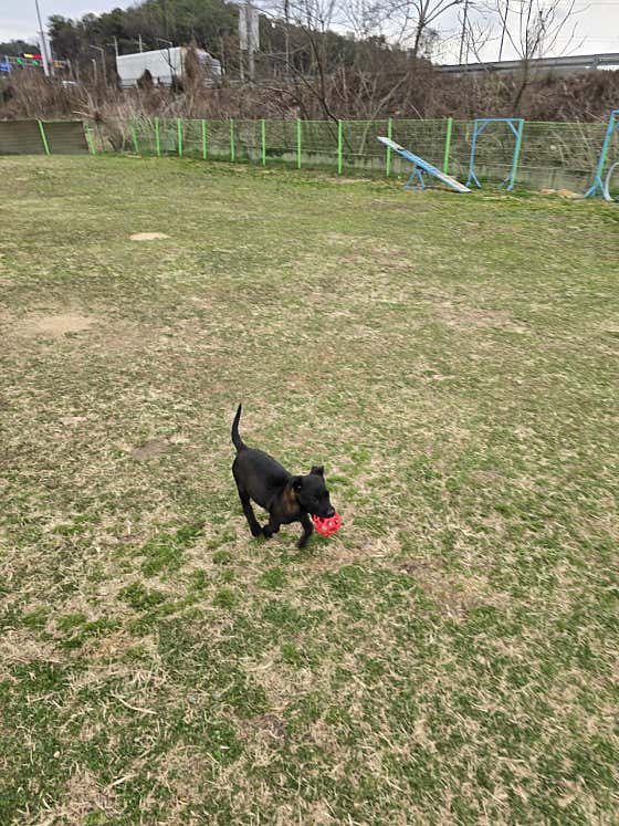 세종애견훈련소 · 네이버 지도·플레이스 9