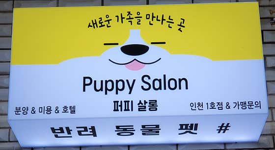 퍼피살롱 · 네이버 지도·플레이스 1
